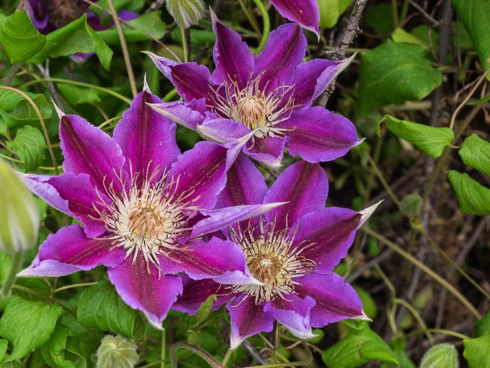 Photo of Clematis 'Dr. Ruppel' uploaded by frankrichards16