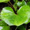 plain green leaves, 