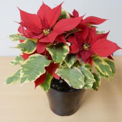 Location: Tochigi, Japan
Date: 2016-12-30
sold as poinsettia 'tapestry'