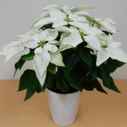 Location: Tochigi, Japan
Date: 2016-11-20
sold as poinsettia 'princettia 'pure white'