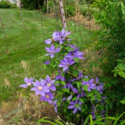 Location: Clinton, Michigan 49236
Date: 2017-11-05
Clematis 'H.F. Young', 2016, Queen of the Vines [Clematis], KLEM-