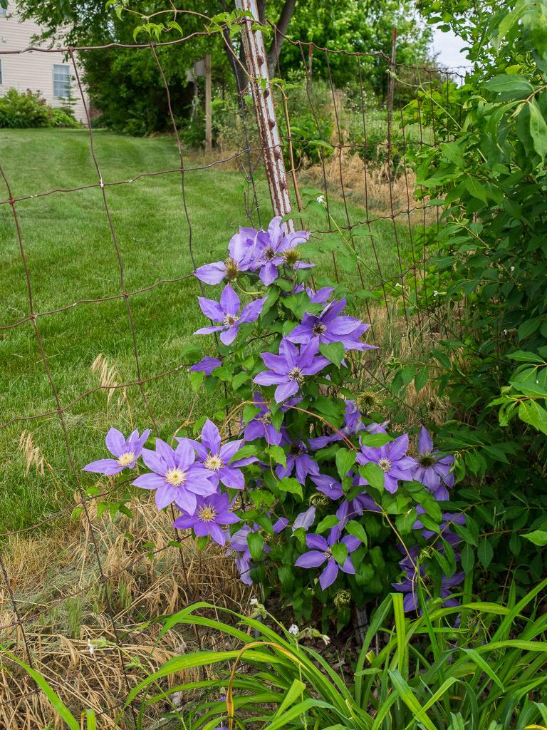 Photo of Clematis 'H.F. Young' uploaded by frankrichards16
