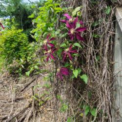 Location: Clinton, Michigan 49236
Date: 2017-11-05
Clematis 'Huvi', 2017, Large Flowered [Clematis] (Type2-SL-RD), K