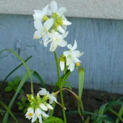 Location: Nora's Garden - Castlegar, B.C. 
Date: 2014-06-01
 10:26 am. A lovely white, star shaped blossom.