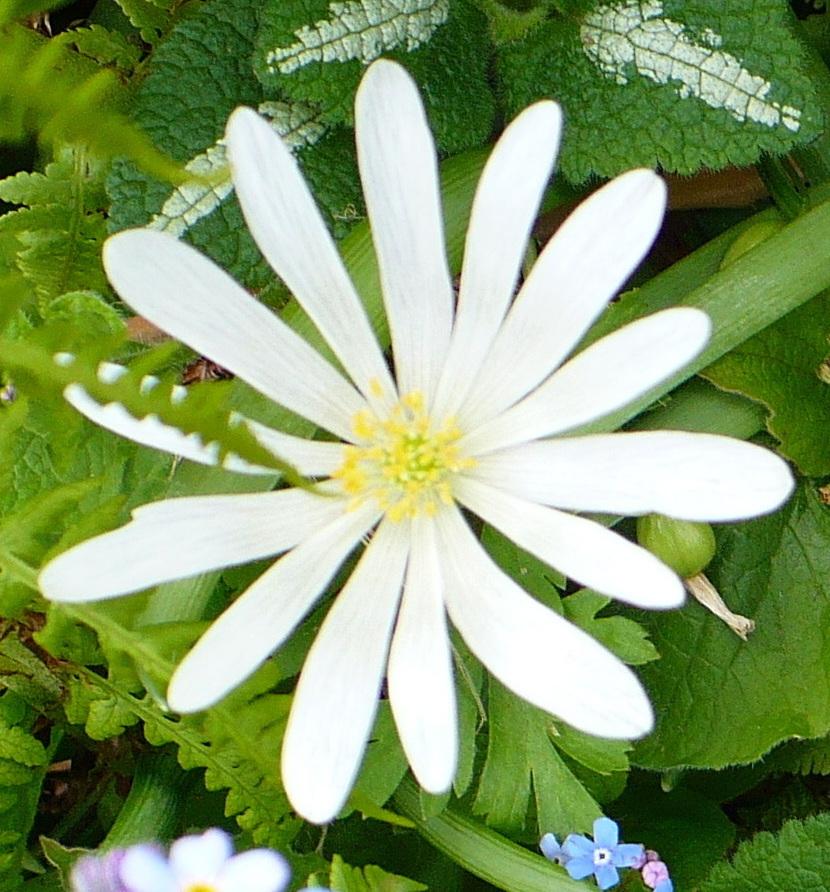Photo of Grecian Windflower (Anemone blanda 'White Splendour') uploaded by HemNorth