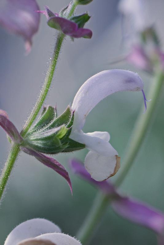 Photo of Clary Sage (Salvia sclarea) uploaded by RuuddeBlock