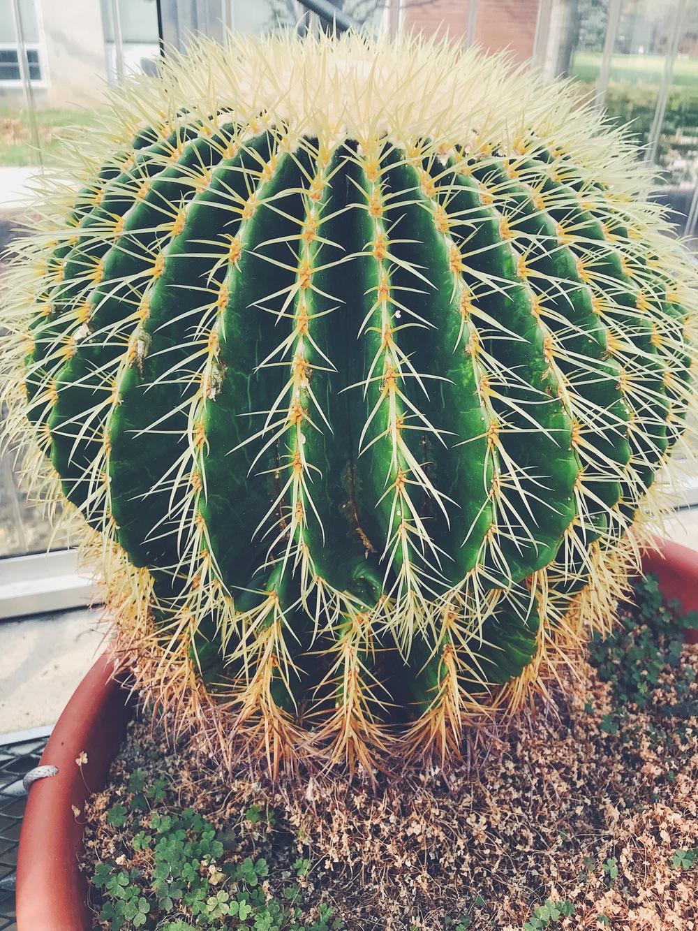 Photo of Golden Barrel Cactus (Kroenleinia grusonii) uploaded by ljones26