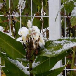 Location: Tochigi, Japan
Date: 2016-11-24
The first snow on autumn, then the plant will die down, and sprin