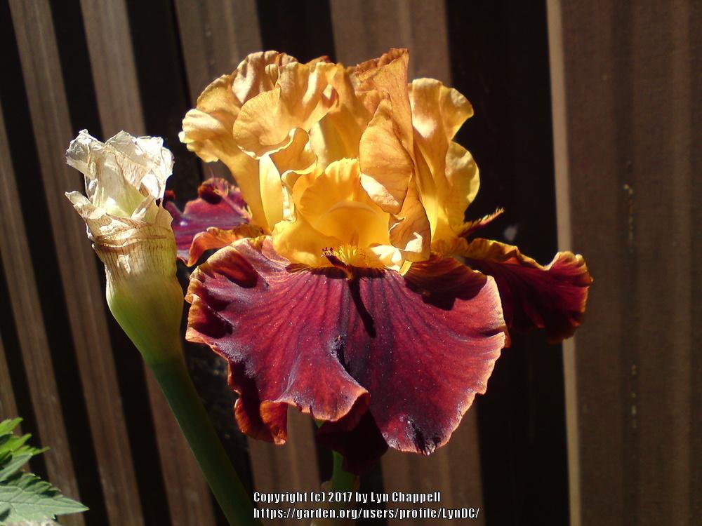 Photo of Tall Bearded Iris (Iris 'Solar Fire') uploaded by LynDC
