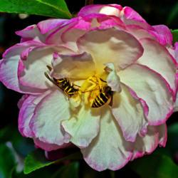 Location: Botanical Gardens of the State of Georgia...Athens, Ga
Date: 2017-11-02
Leslie Ann Camellia With Bees 012