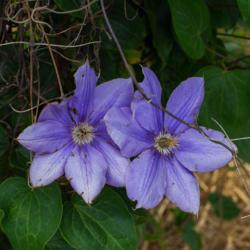Location: Clinton, Michigan 49236
Date: 2017-11-07
Clematis 'Ramona' Queen of the Vines [Clematis], KLEM-uh-tiss, 10
