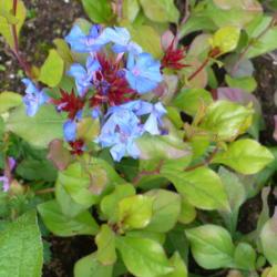 Location: Nora's Garden - Castlegar, B.C. 
Date: 2017-09-25
 4:35 pm. Blue blossoms are set off by red stems and buds, and sh