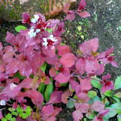 Location: Nora's Garden - Castlegar, B.C. 
Date: 2017-10-26
 3:56 pm. A dramatic change: from green leaves to a burnt red.
