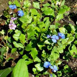 Location: Nora's Garden - Castlegar, B.C. 
Date: 2017-09-10
 2:22 pm. A nice hit of blue from summer to fall - Zone 5b.