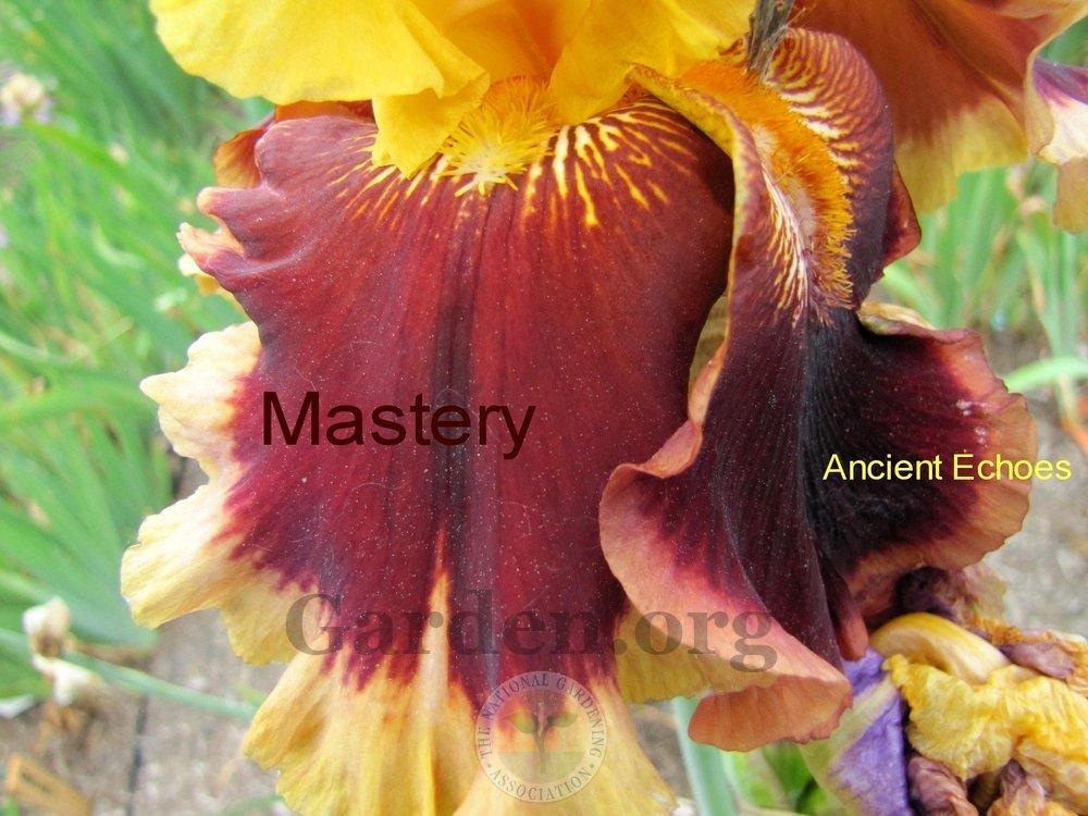 Photo of Tall Bearded Iris (Iris 'Mastery') uploaded by TsFlowers