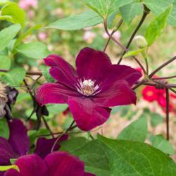 Location: Clinton, Michigan 49236
Date: 2017-11-07
Clematis 'Rouge Cardinal', 2017, Queen of the Vines [Clematis], K