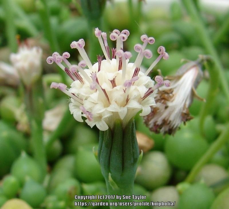 Photo of String of Pearls (Curio rowleyanus) uploaded by kniphofia