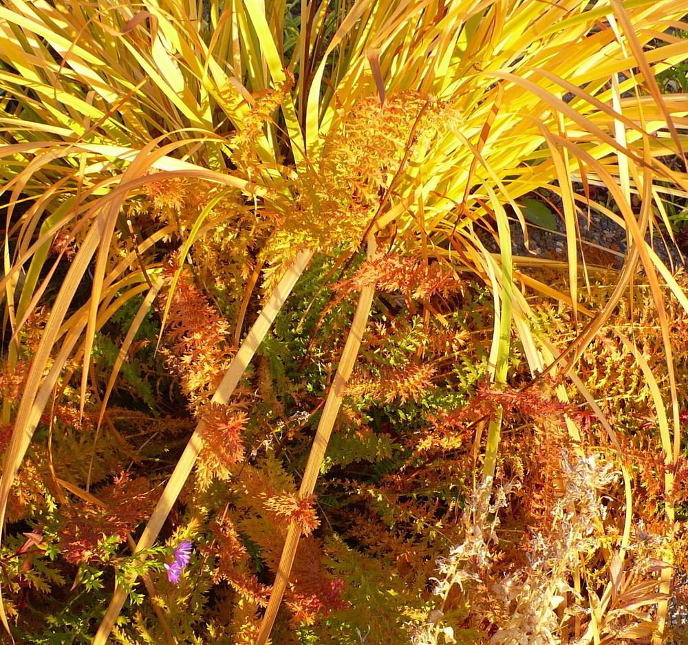 Photo of Meadowsweet (Filipendula vulgaris) uploaded by HemNorth