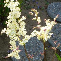 Location: Nora's Garden - Castlegar, B.C. 
Date: 2014-06-07
 6:37 pm. Pleasing, fragrant white blooms.
