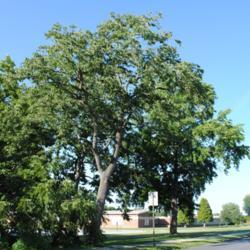 Location: southeast Pennsylvania
Date: July 2011
mature Persimmon tree in summer