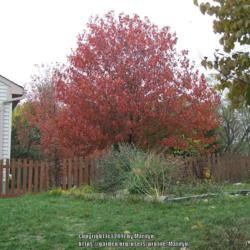 Location: My next door neighbor's tree, taken from my backyard in Northern KY.
Date: 2007-11-13