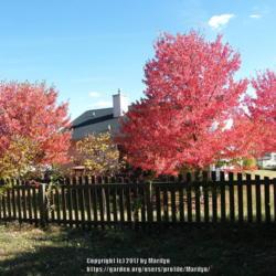 Location: My neighbor's three Red Sunset trees in Northern KY.
Date: 2010-10-14