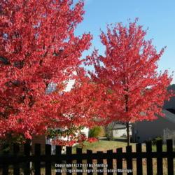 Location: A closer view of two of my neighbor's three Red Sunset trees.
Date: 2010-10-14