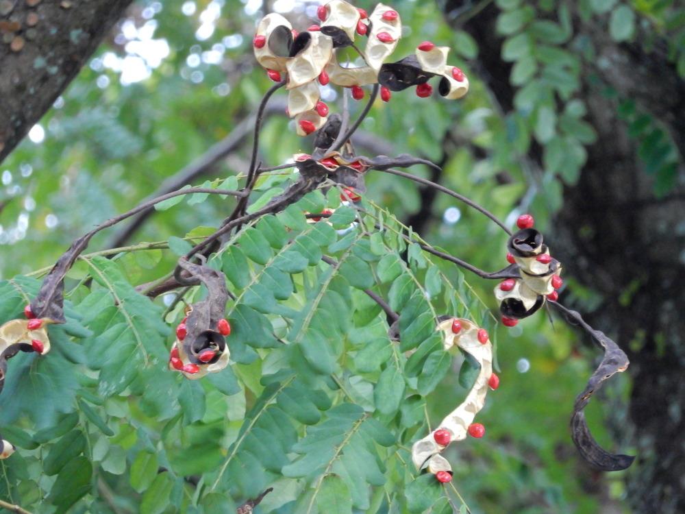 Photo of Red Sandalwood (Adenanthera pavonina) uploaded by tofitropic