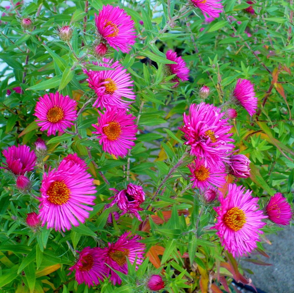 Photo of New England Aster (Symphyotrichum novae-angliae 'Andenken an Alma Pötschke') uploaded by HemNorth
