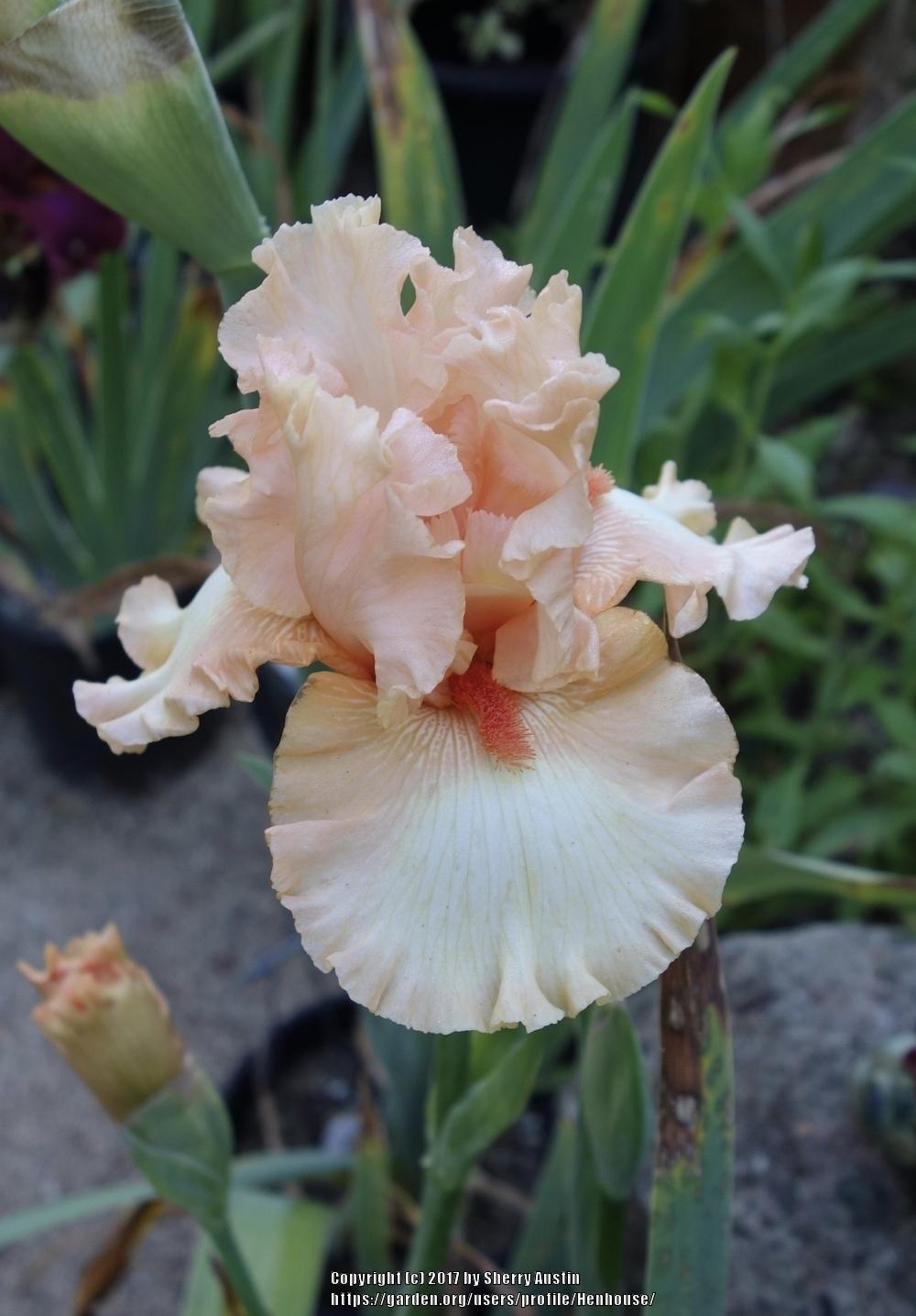 Photo of Tall Bearded Iris (Iris 'Santa Bounce') uploaded by Henhouse