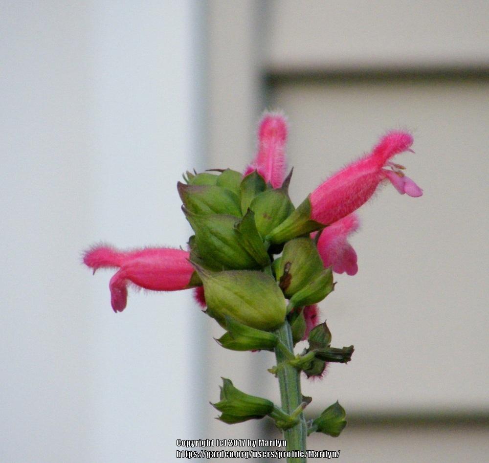 Photo of Bolivian Hummingbird Sage (Salvia oxyphora) uploaded by Marilyn