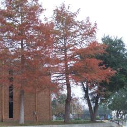 Location: San Marcos, Texas
Date: Fall
Bald Cypress: a stunning tree, no matter the season