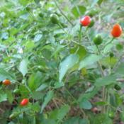 Tiny peppers with a big and hot flavor