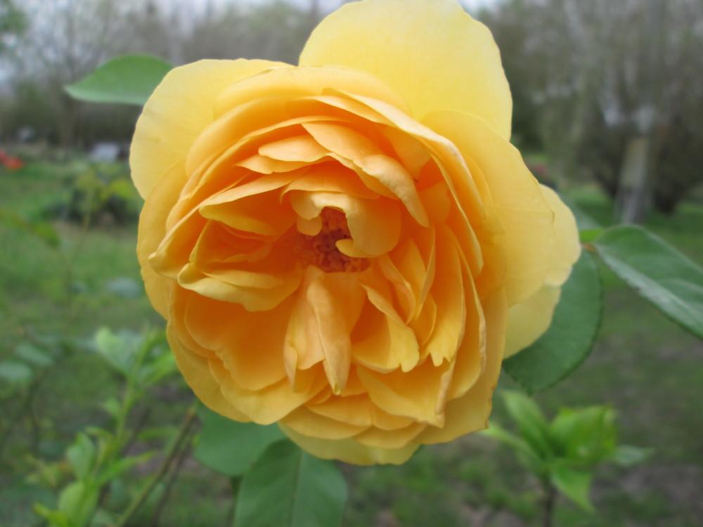 Photo of Rose (Rosa 'Graham Thomas') uploaded by christinereid54