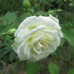 Location: Kyle, Texas
Date: 2017-09-26
The Lamarque rose is a wonderful, fragrant, thornless climber
