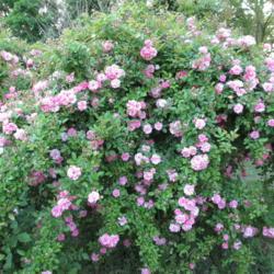 Location: Kyle, Texas
Date: 2017-03-27
The easiest rose to grow, ever!