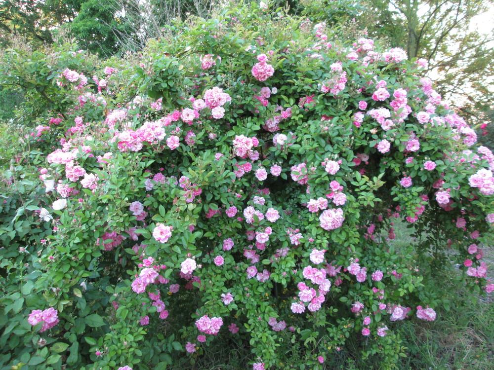 Photo of Rose (Rosa 'Peggy Martin') uploaded by christinereid54