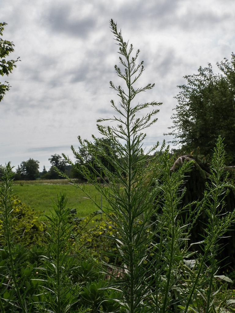 Photo of Horseweed (Erigeron canadensis) uploaded by frankrichards16