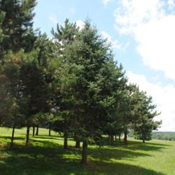 Location: Springton Manor near Coatesville, Pennsylvania
Date: 2013-07-05
several Balsam Firs with other conifer trees nearby