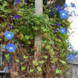 Location: Fair Oaks Ranch, TX
Date: 2017-11-08
I thought my morning glories were all done, but was pleasantly su