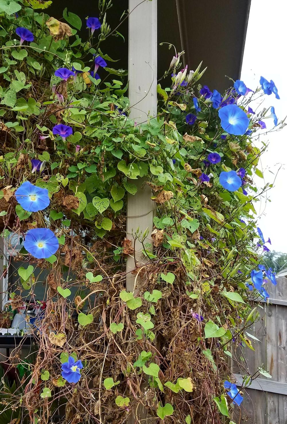 Photo of Morning Glory (Ipomoea tricolor 'Heavenly Blue') uploaded by Mindypin