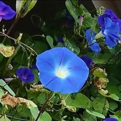 Location: Fair Oaks Ranch, TX
Date: 2017-11-08
Heavenly Blue morning glory.  Planted the seeds in late spring, a