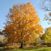 mature tree in autumn color