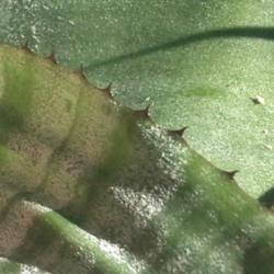 Location: Tampa FL
Date: Nov 2017
Spines along leaf margin