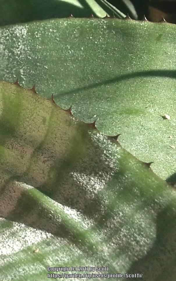 Photo of Urn Plant (Aechmea fasciata) uploaded by ScotTi