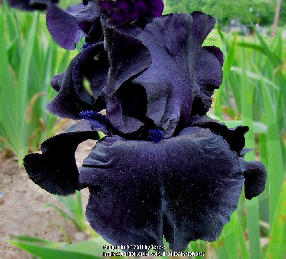 Photo of Tall Bearded Iris (Iris 'Black Suited') uploaded by TsFlowers