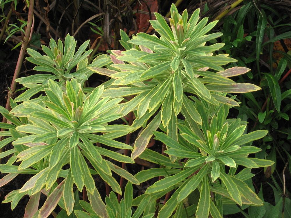 Photo of Euphorbia (Euphorbia x martini 'Ascot Rainbow') uploaded by Yorkshirelass