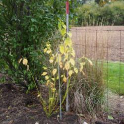 Location: Clinton, Michigan 49236
Date: 2017-11-12
Cornus sericea 'Flaviramea', 2015, Yellow Twigged Dogwood, KORE-n