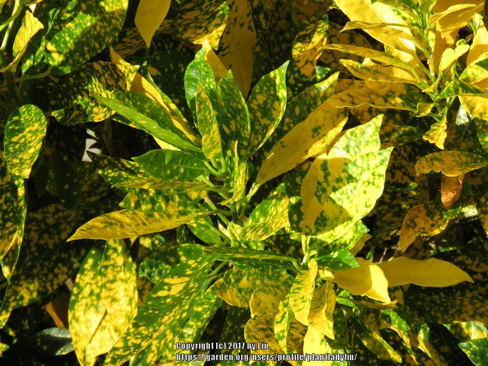 Photo of Croton (Codiaeum variegatum 'Aureo Maculatum') uploaded by plantladylin