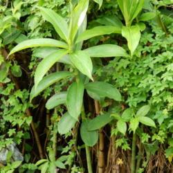 Location: Sumatera Indonesia
Date: 2017-11-12
greener stem type